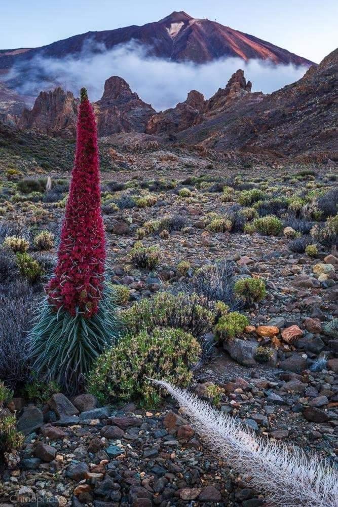 Finca Dulce Maikel Гранадилла-де-Абона Экстерьер фото